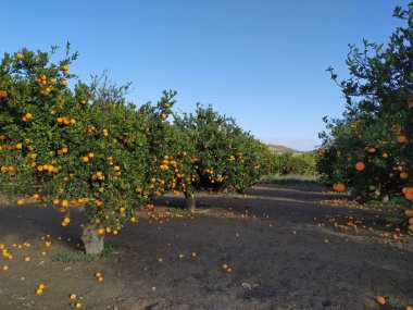 Güneşli bir günde olgun portakallı portakal bahçesi.