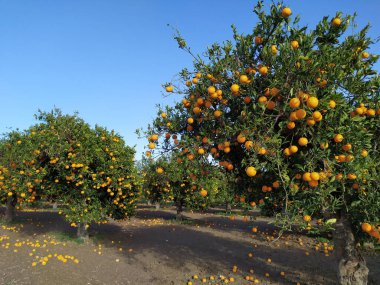 Güneşli bir günde olgun portakallı portakal bahçesi.