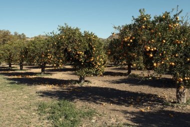 Güneşli bir günde olgun portakallı portakal bahçesi.