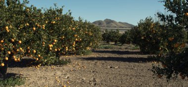 Güneşli bir günde olgun portakallı portakal bahçesi.
