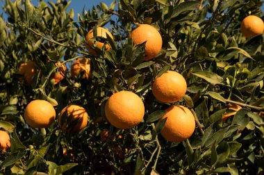 Güneşli bir günde, ağaçta olgunlaşmış portakalların yumuşak odak noktası..