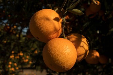 Güneşli bir günde, ağaçta olgunlaşmış portakalların yumuşak odak noktası..