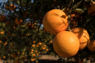 Güneşli bir günde, ağaçta olgunlaşmış portakalların yumuşak odak noktası..