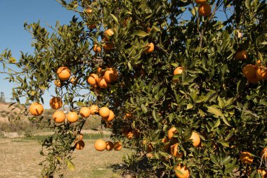 Güneşli bir günde olgun portakallı portakal bahçesi.