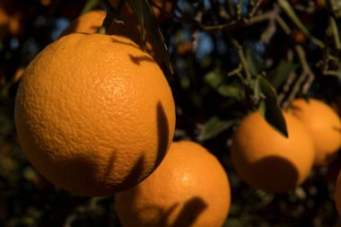 Güneşli bir günde, ağaçta olgunlaşmış portakalların yumuşak odak noktası..