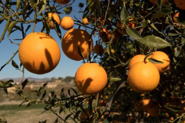 Güneşli bir günde, ağaçta olgunlaşmış portakalların yumuşak odak noktası..