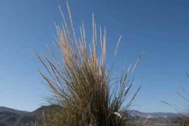 İspanya, Almerya bozkırında ot tüy.