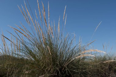 İspanya, Almerya bozkırında ot tüy.