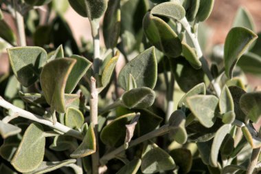 Doğadaki yumuşak odak ayrıntıları.