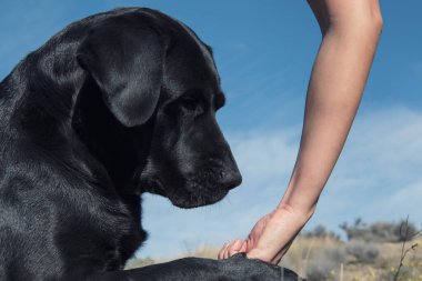 Elindeki lezzeti yerken bir köpeğin kafasının ayrıntıları..
