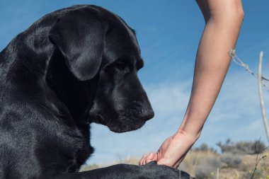 Elindeki lezzeti yerken bir köpeğin kafasının ayrıntıları..