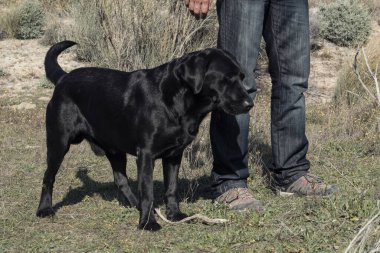 Labrador köpeği ve orta yaşlı bir adam doğa yürüyüşü yapıyorlar..