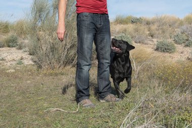 Labrador köpeği ve orta yaşlı bir adam doğa yürüyüşü yapıyorlar..