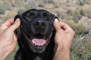 Gülen ve okşayan labrador köpeğinin kafası..