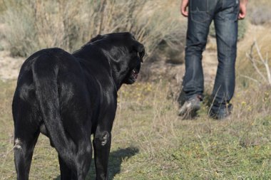 Labrador köpeği ve orta yaşlı bir adam doğa yürüyüşü yapıyorlar..