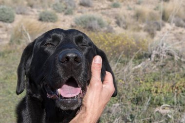 Gülen ve okşayan labrador köpeğinin kafası..