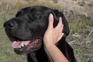 Gülen ve okşayan labrador köpeğinin kafası..