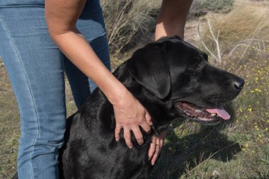 Orta yaşlı bir kadınla labrador köpeğinin kafası. Gülerken ve okşarken..