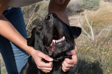 Orta yaşlı bir kadınla labrador köpeğinin kafası. Gülerken ve okşarken..