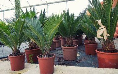 Saksıda yeşil palmiye çiçeği, bahçe çiçekçisi.