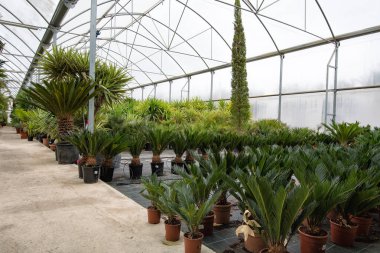 Saksıda yeşil palmiye çiçeği, bahçe çiçekçisi.