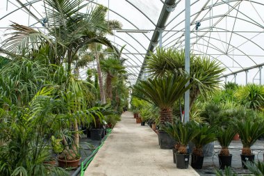 Saksıda yeşil palmiye çiçeği, bahçe çiçekçisi.