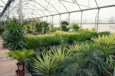 Saksıda yeşil palmiye çiçeği, bahçe çiçekçisi.