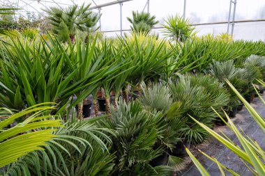 Saksıda yeşil palmiye çiçeği, bahçe çiçekçisi.