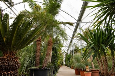 Çiçekçide farklı palmiye çiçekleri ve çiçekli saksılar..