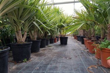 Saksıda yeşil palmiye çiçeği, bahçe çiçekçisi.