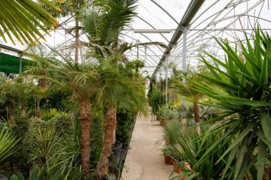 Çiçekçide farklı palmiye çiçekleri ve çiçekli saksılar..