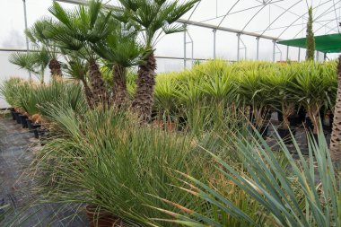 Çiçekçide farklı palmiye çiçekleri ve çiçekli saksılar..