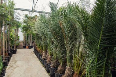 Çiçekçide farklı palmiye çiçekleri ve çiçekli saksılar..