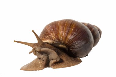 Beyaz arka planda salyangozun yumuşak odaklı stüdyo fotoğrafçılığı.