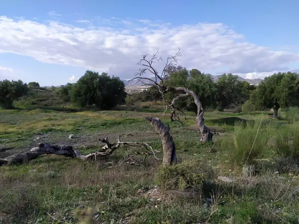 Toprakta kurumuş ölü ağaç.