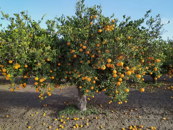 Güneşli bir günde olgun portakallı portakal bahçesi.