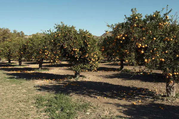 Güneşli bir günde olgun portakallı portakal bahçesi.