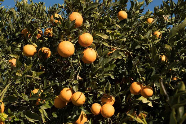 Güneşli bir günde, ağaçta olgunlaşmış portakalların yumuşak odak noktası..