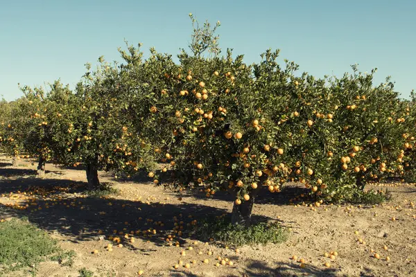 Güneşli bir günde olgun portakallı portakal bahçesi.