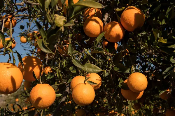 Güneşli bir günde, ağaçta olgunlaşmış portakalların yumuşak odak noktası..