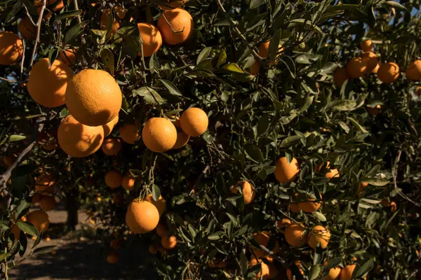Güneşli bir günde, ağaçta olgunlaşmış portakalların yumuşak odak noktası..