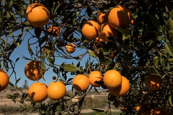 Güneşli bir günde, ağaçta olgunlaşmış portakalların yumuşak odak noktası..