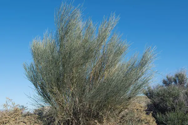 Doğada yeşil ağaç Mavi gökyüzü ve İspanya 'da güneş.