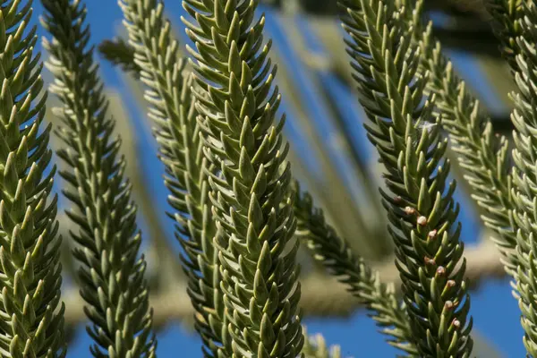 Yumuşak odaklı küçük iğneli araucaria heterophylla dalları.
