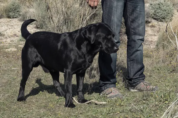 Labrador köpeği ve orta yaşlı bir adam doğa yürüyüşü yapıyorlar..