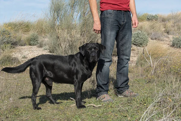 Labrador köpeği ve orta yaşlı bir adam doğa yürüyüşü yapıyorlar..
