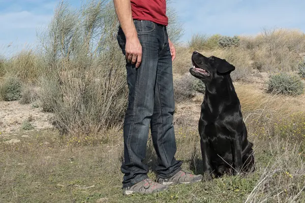 Labrador köpeği ve orta yaşlı bir adam doğa yürüyüşü yapıyorlar..