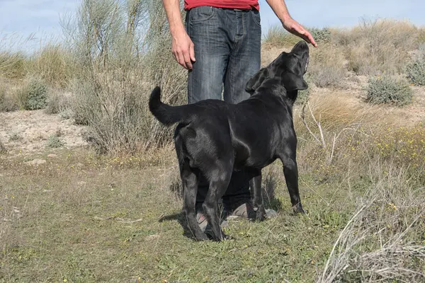Labrador köpeği ve orta yaşlı bir adam doğa yürüyüşü yapıyorlar..