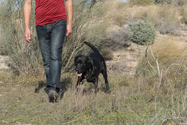 Labrador köpeği ve orta yaşlı bir adam doğa yürüyüşü yapıyorlar..