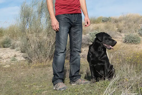 Labrador köpeği ve orta yaşlı bir adam doğa yürüyüşü yapıyorlar..